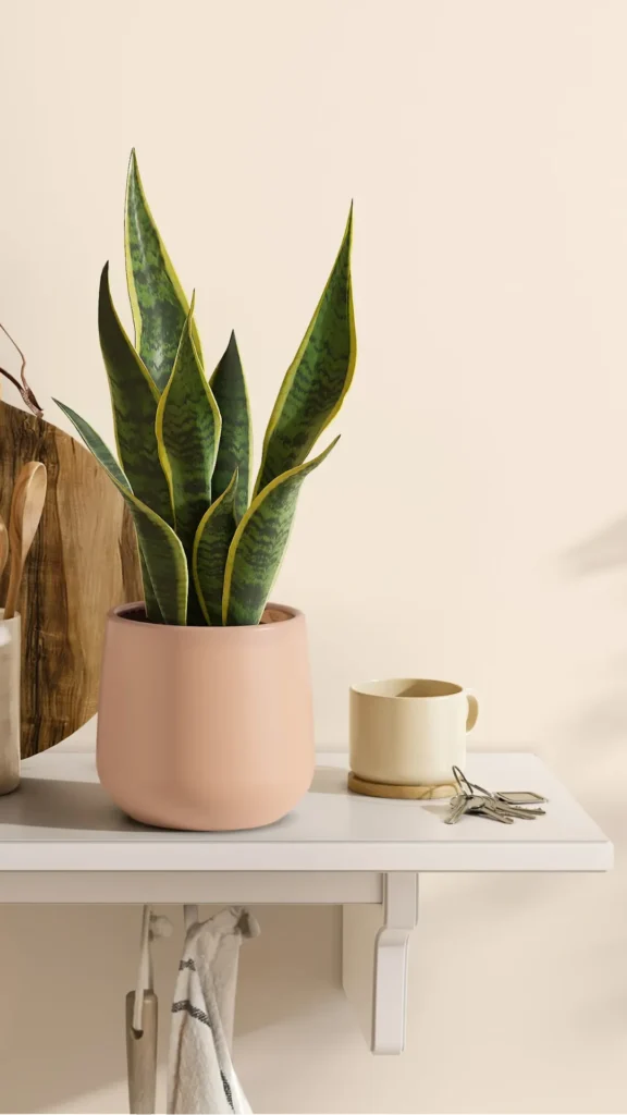 japandi open shelving styling small snake plant terracotta pot warm wooden bowl shelf 2026
